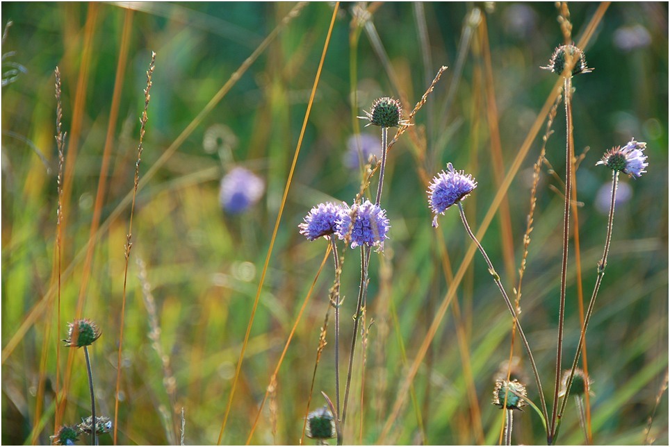 Blümchen im Moor