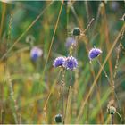 Blümchen im Moor