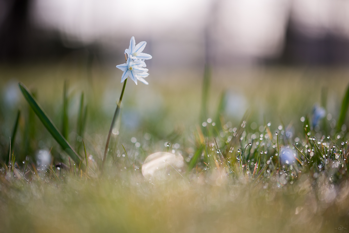 Blümchen im Morgenlicht....