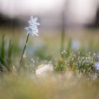 Blümchen im Morgenlicht....