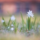 Blümchen im Morgenlicht....