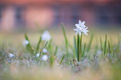 Blümchen im Morgenlicht....