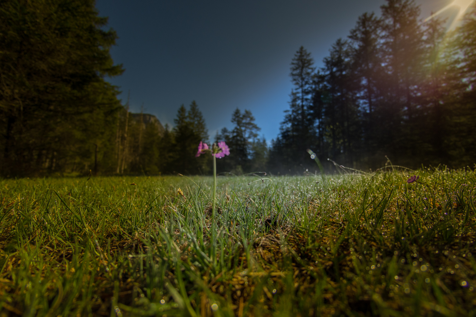 Blümchen im Morgenlicht