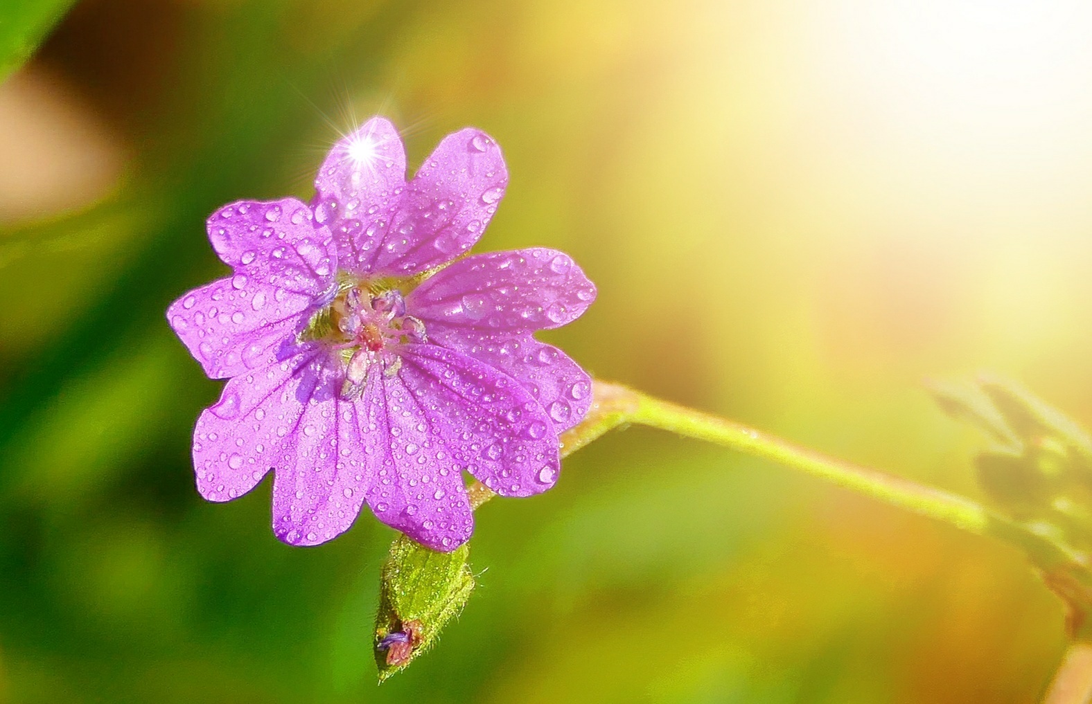 Blümchen im Morgenlicht