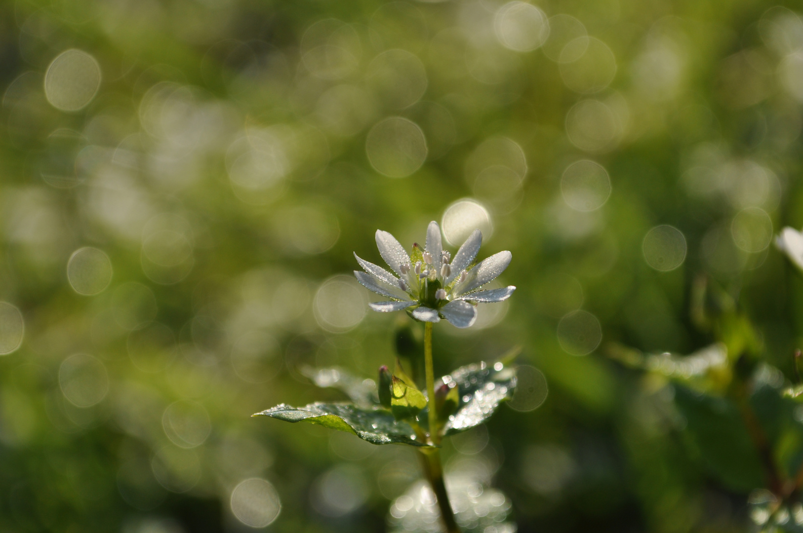 Blümchen im Morgenlicht