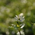 Blümchen im Morgenlicht