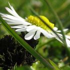 Blümchen im Morgenmantel