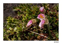 Blümchen im Ötztal.....