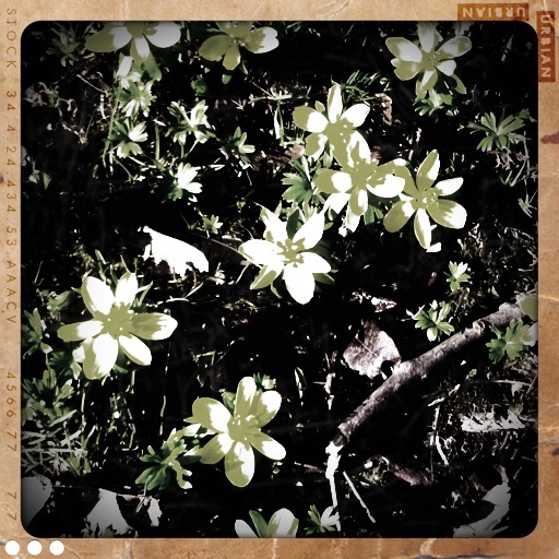 Blümchen im Park