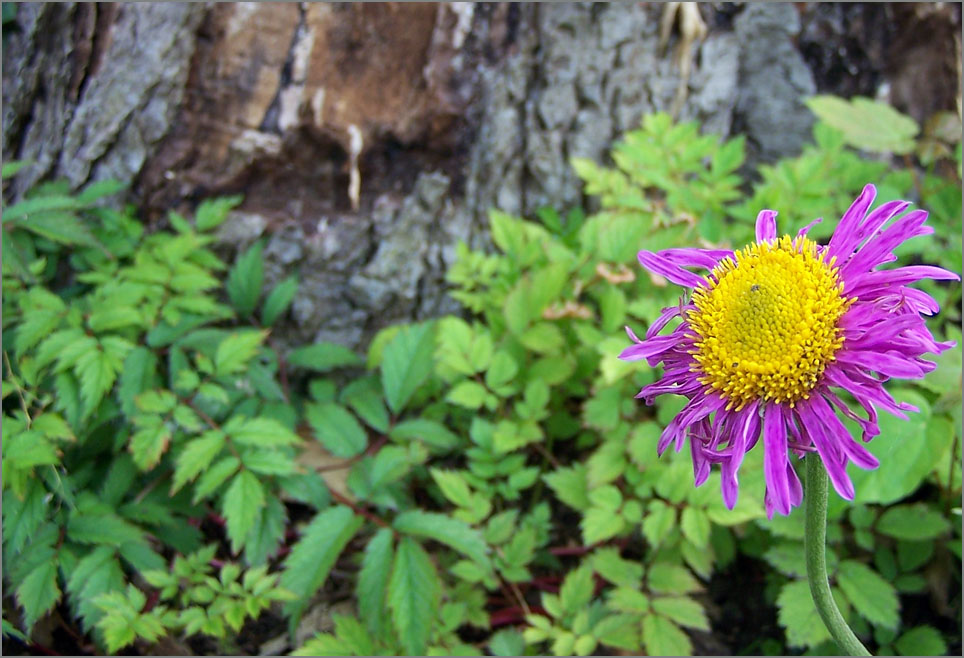 Blümchen im Park