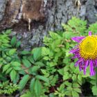 Blümchen im Park