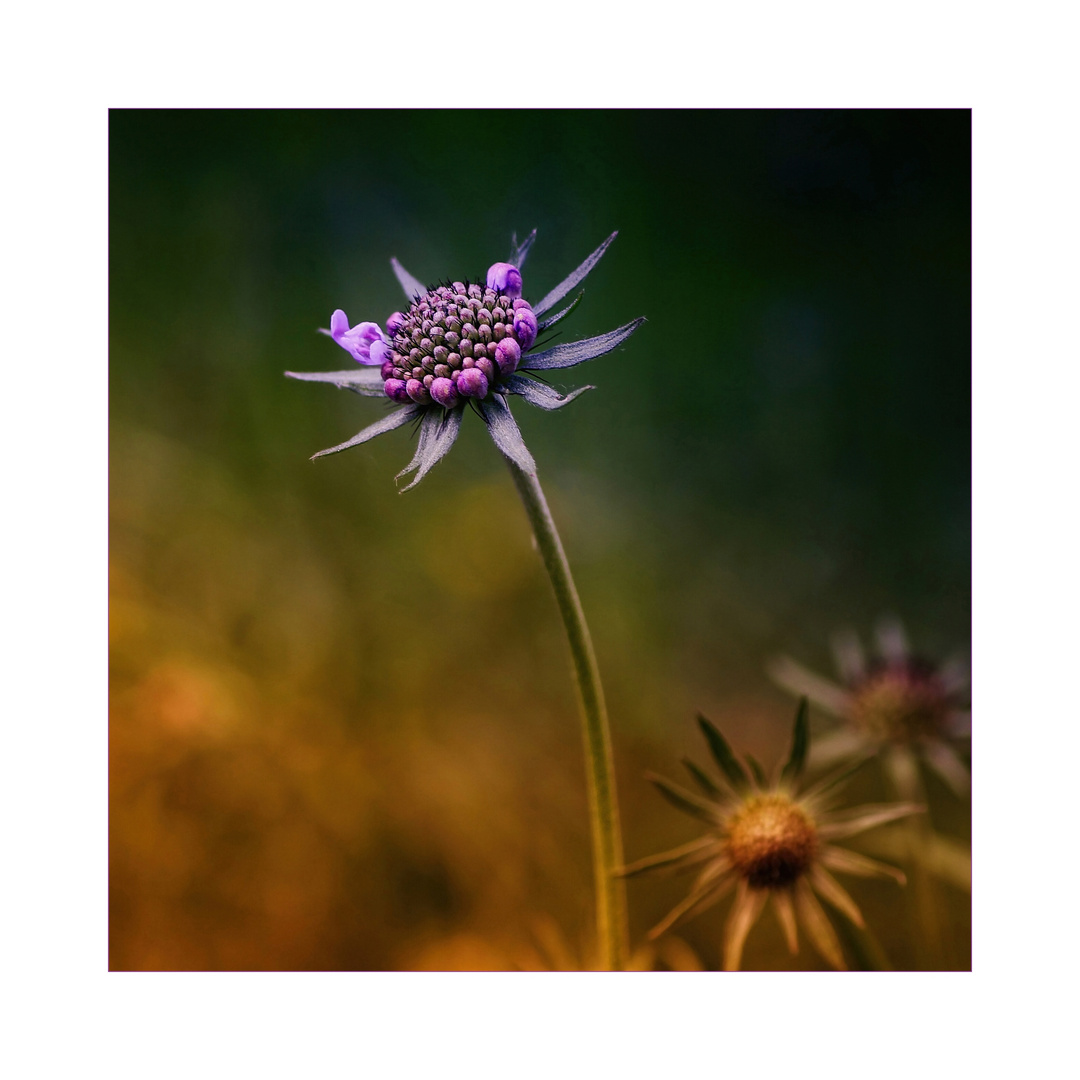 :: Blümchen im Quadrat ::