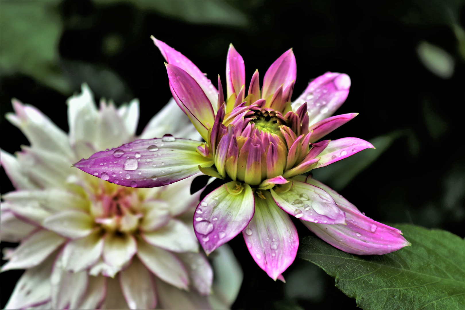 Blümchen im Regen