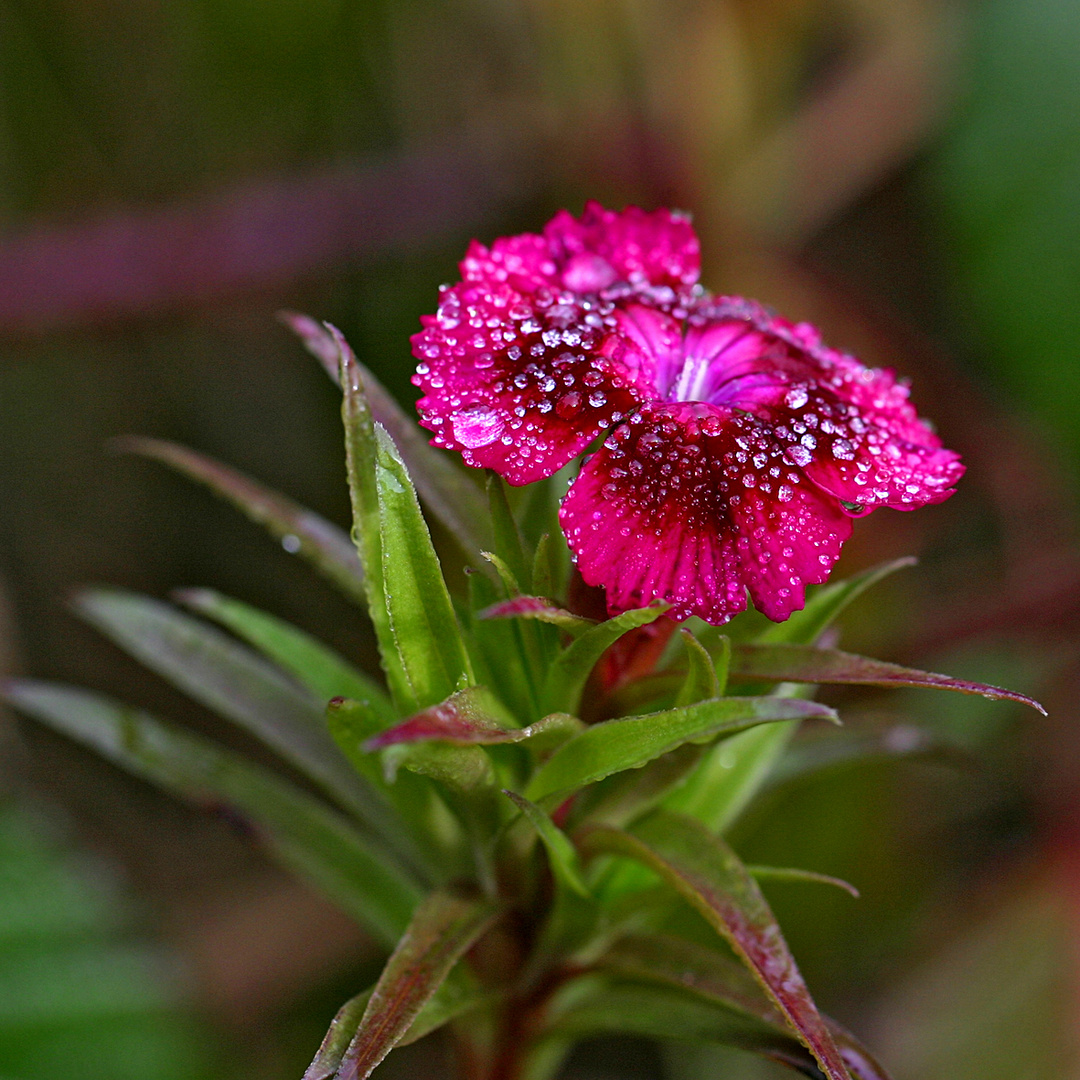 Blümchen im Regen