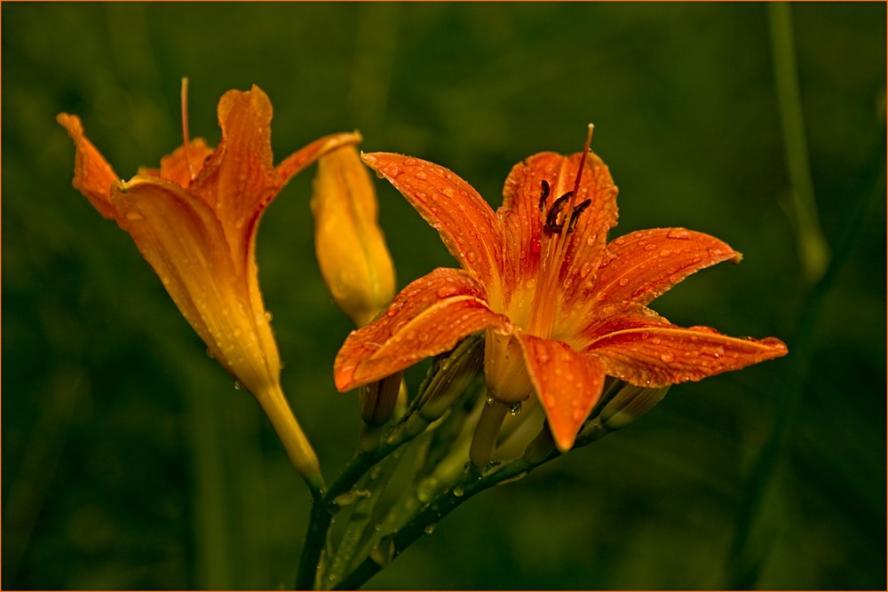 Blümchen im Regen