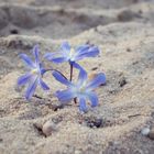 Blümchen im Sand