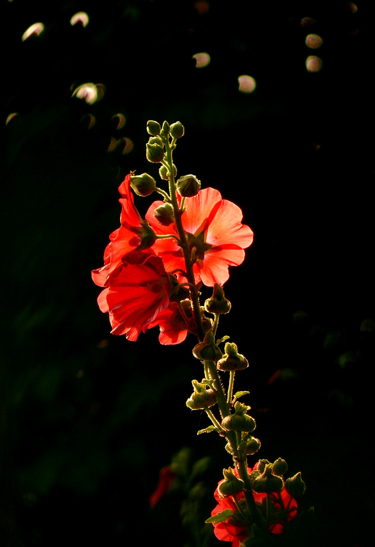 .......Blümchen im schönen Licht bei Sonnenuntergang...