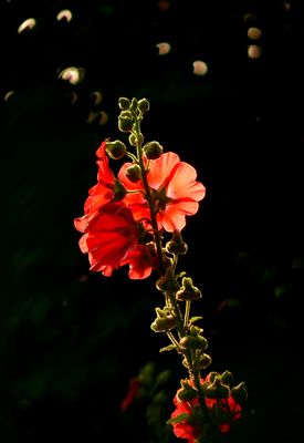 .......Blümchen im schönen Licht bei Sonnenuntergang...