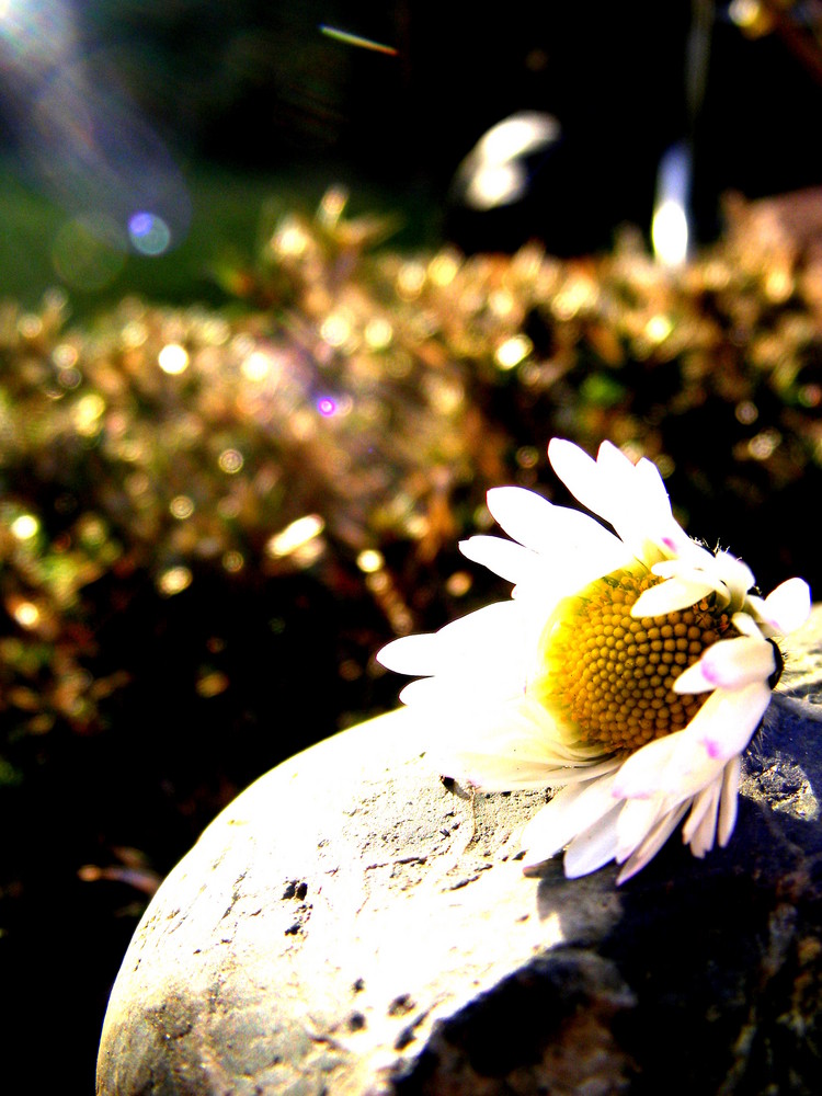 Blümchen im Sonnenlicht!