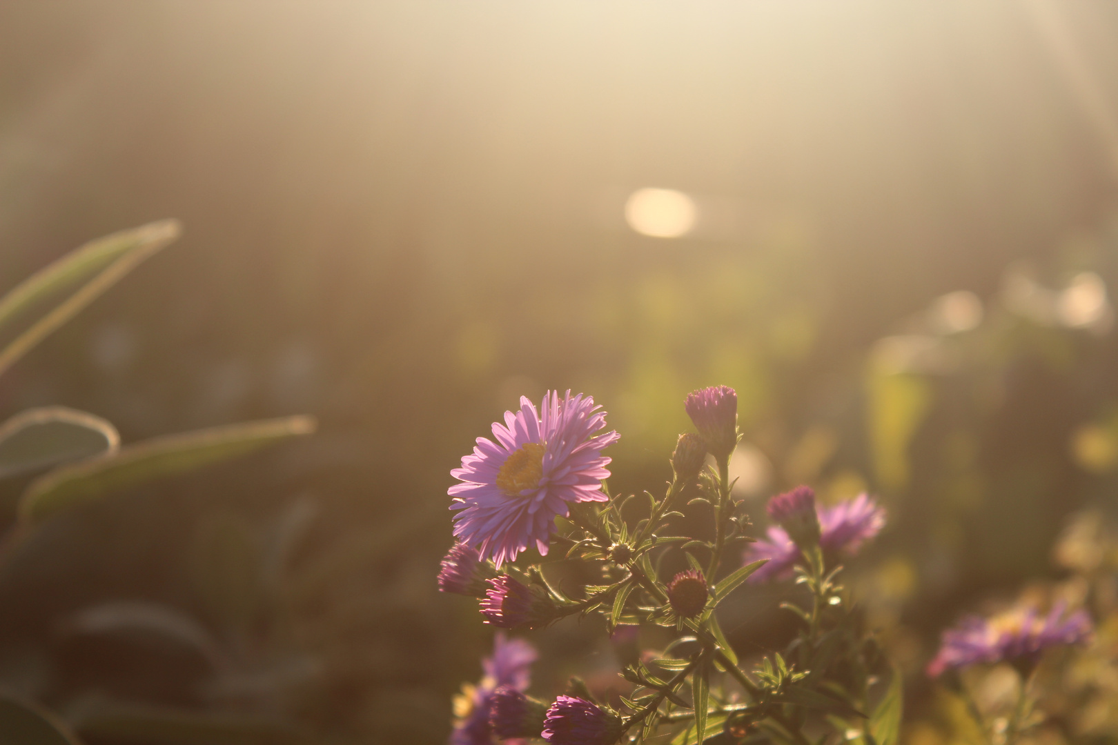 Blümchen im Sonnenschein