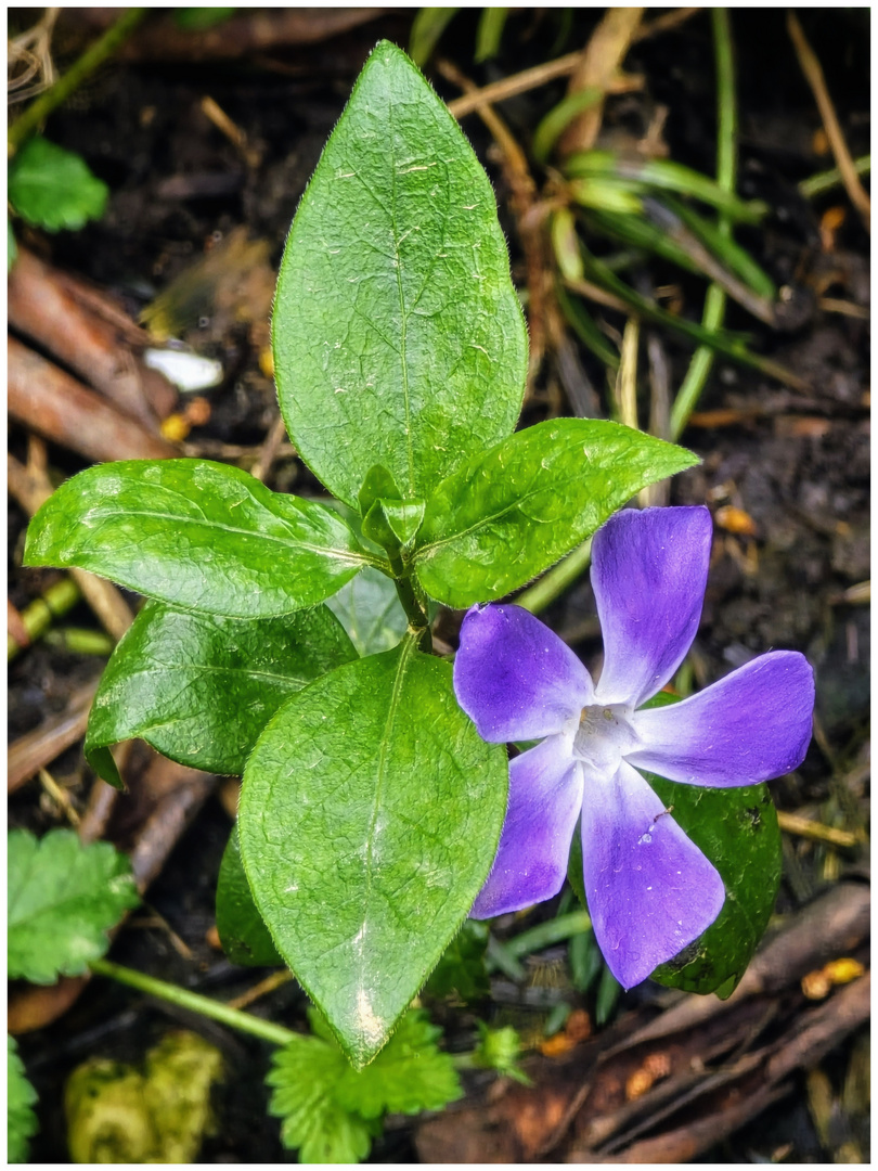 Blümchen im Sonnenschein .....