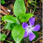 Blümchen im Sonnenschein .....