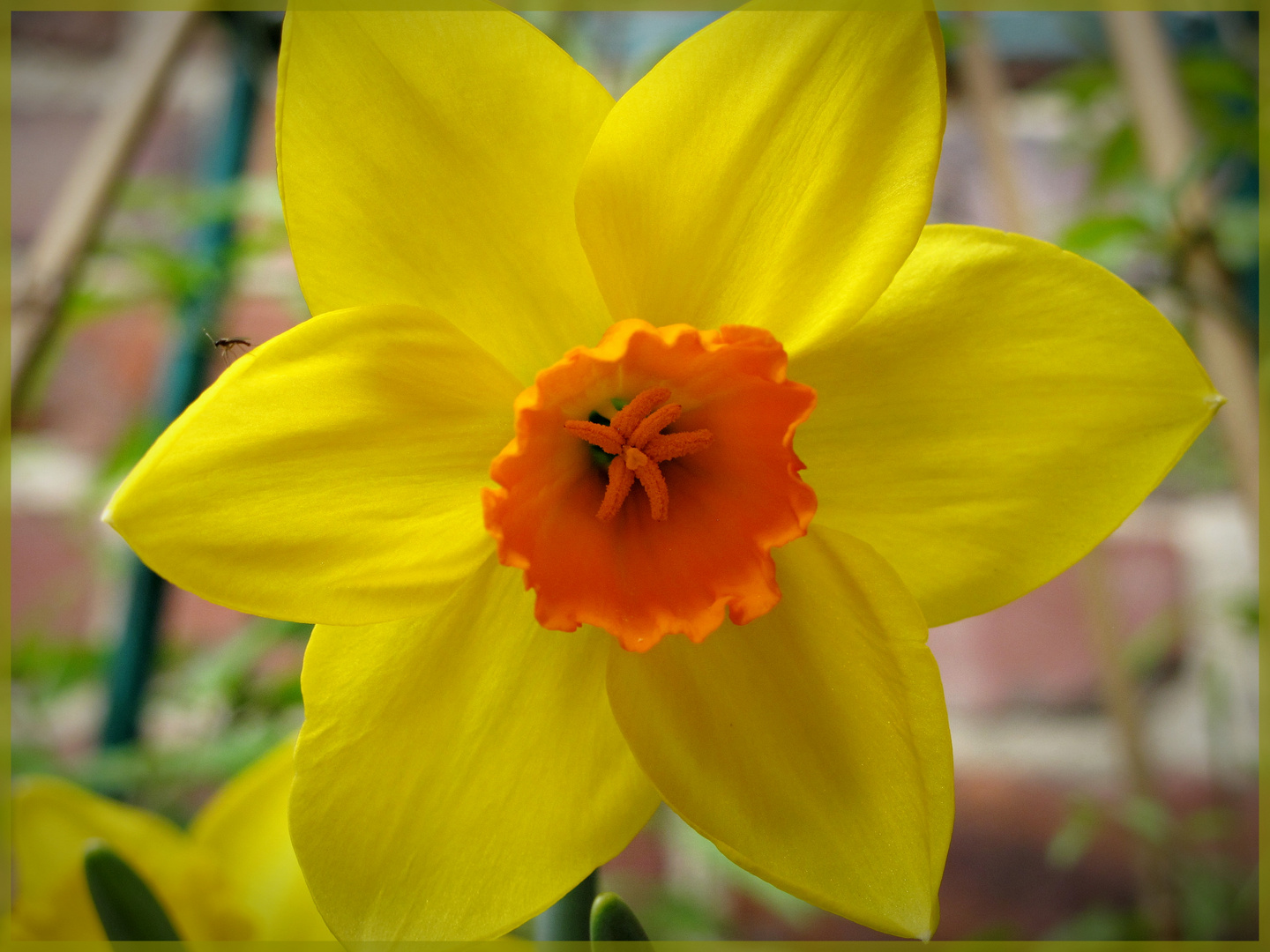 Blümchen im Sonnenschein mit Besucher ....