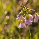 Blümchen im Tau