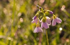 Blümchen im Tau