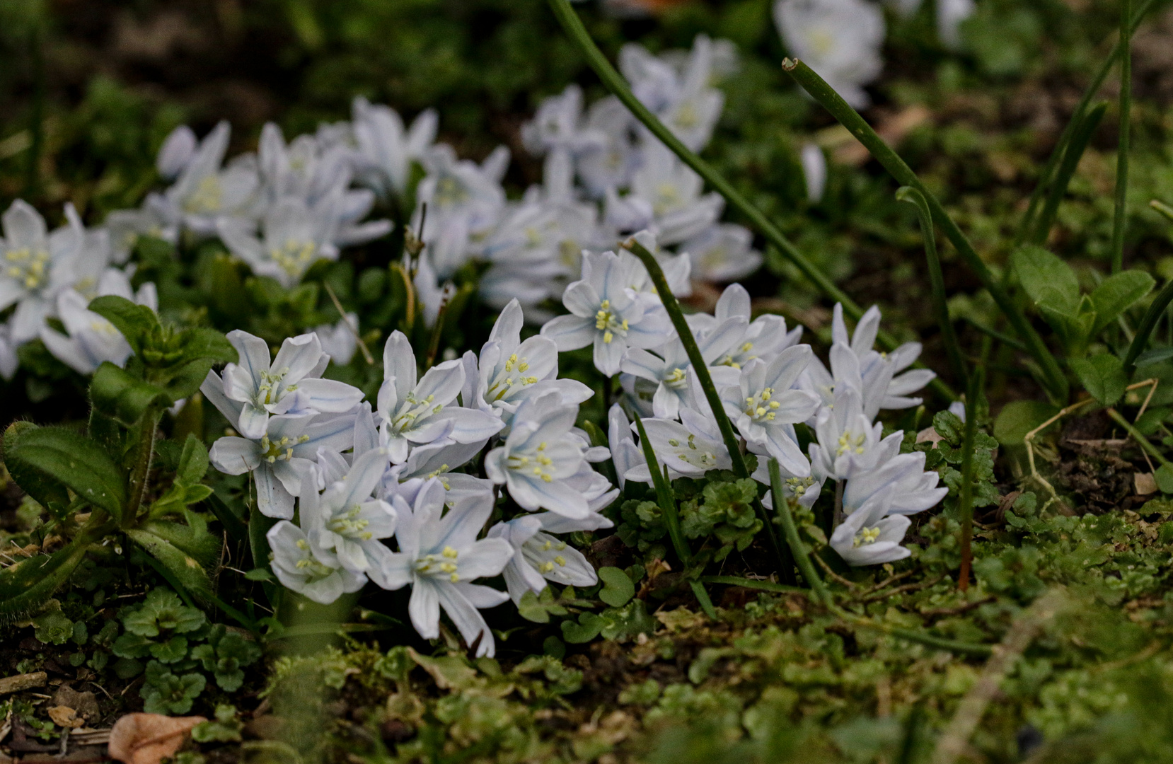 Blümchen im Vorgarten