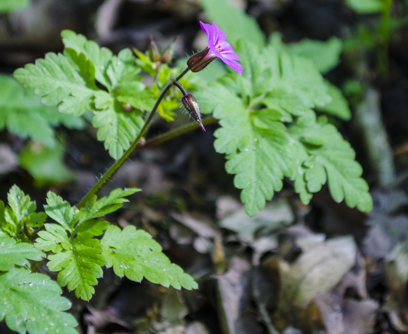 Blümchen im Wald