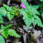 Blümchen im Wald