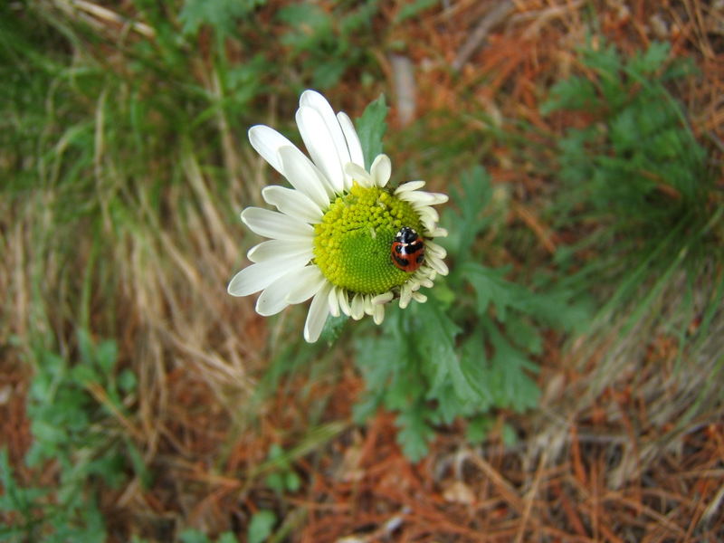 Blümchen im Wald...