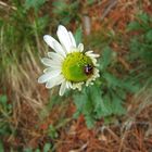 Blümchen im Wald...