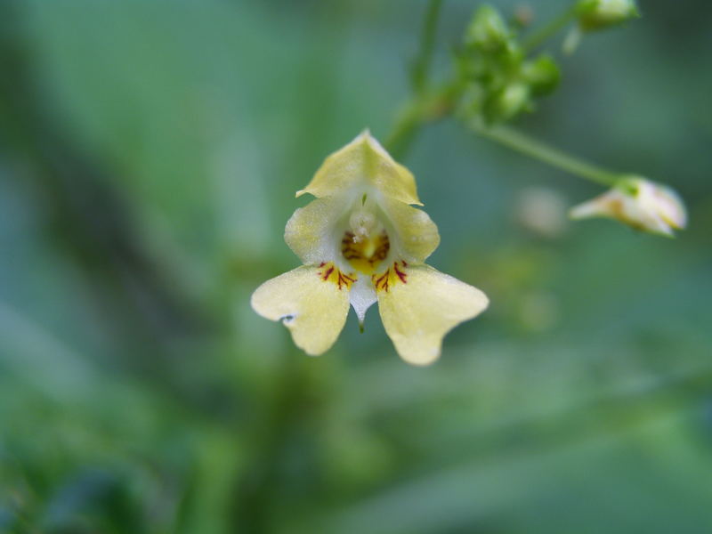 Blümchen im Wald