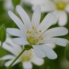 Blümchen im Wald