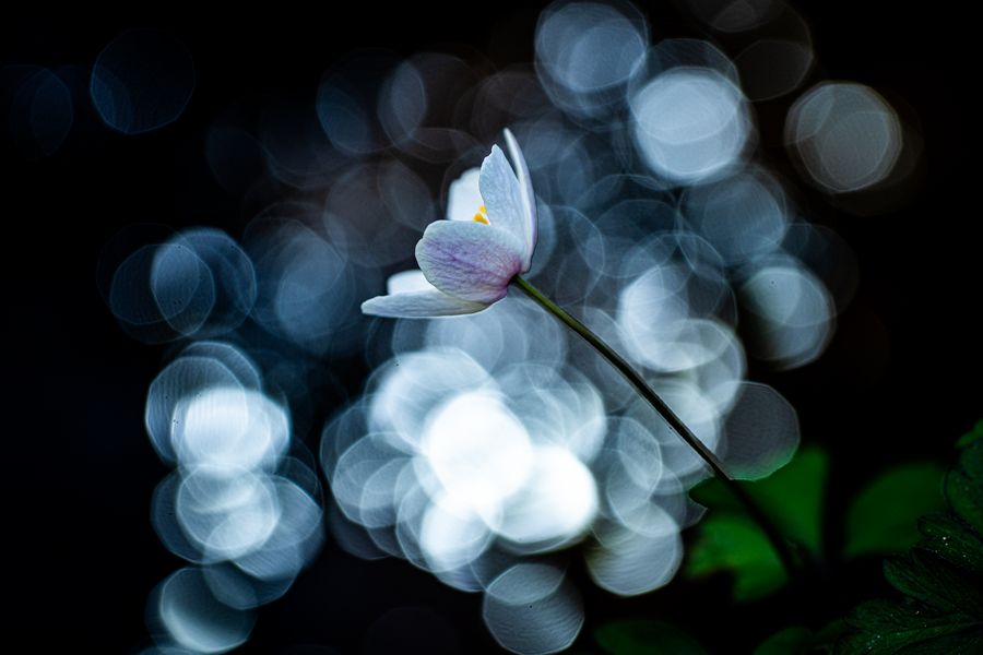 Blümchen im Wald