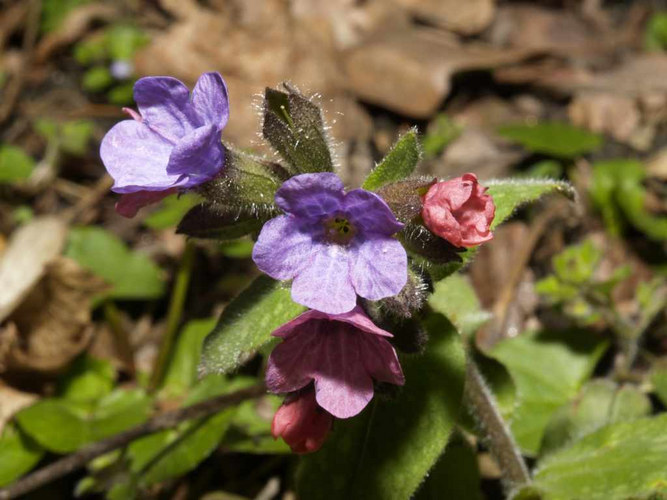 Blümchen im Walde