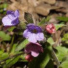 Blümchen im Walde