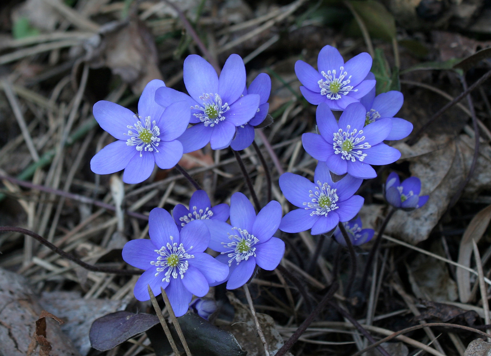 Blümchen im Walde