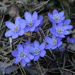 Blümchen im Walde