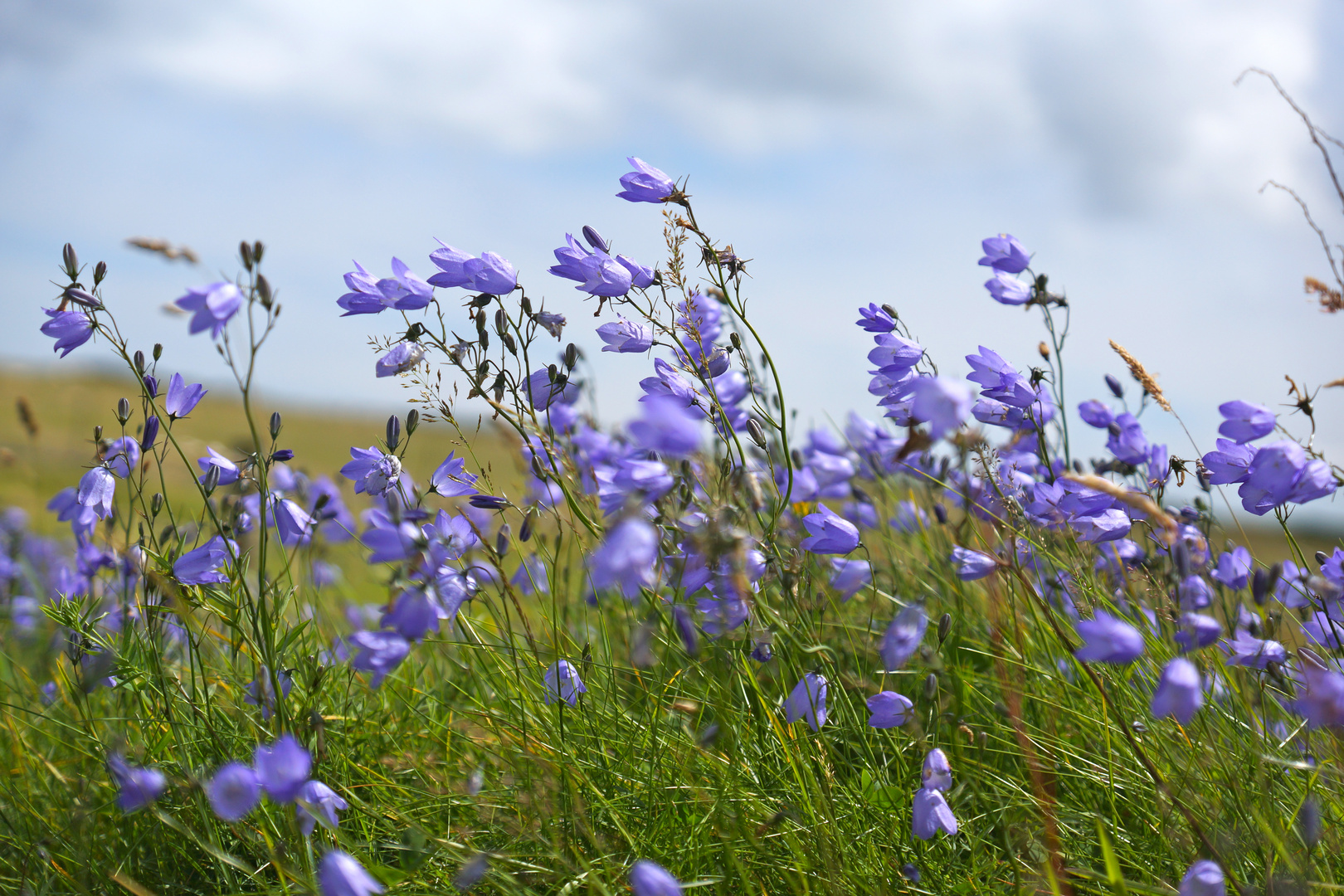 Blümchen im Wind