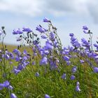 Blümchen im Wind