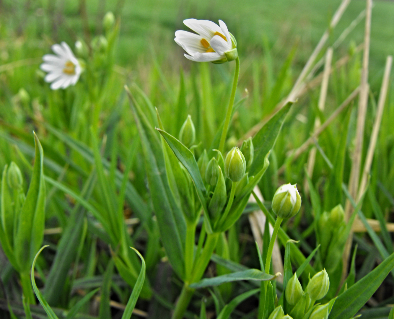 Blümchen im Wind