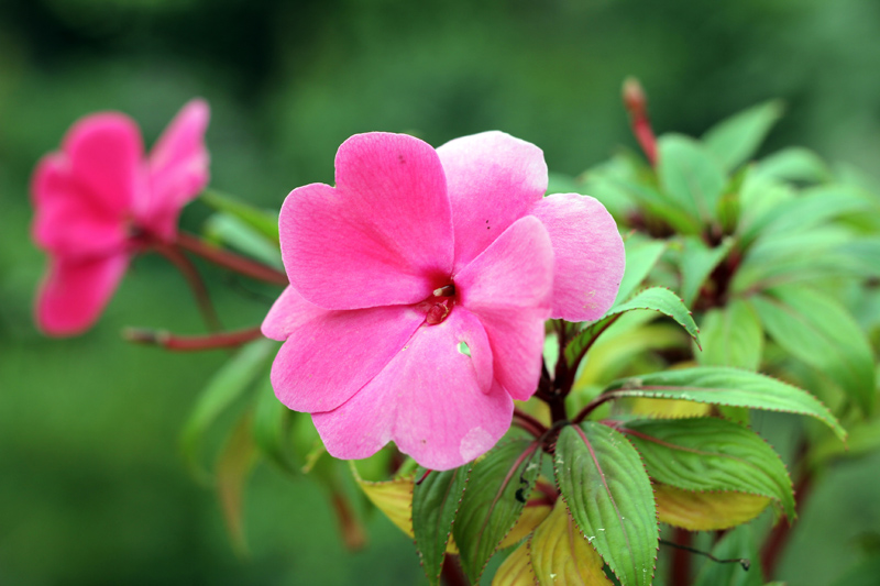 Blümchen im zugewachsenen Garten