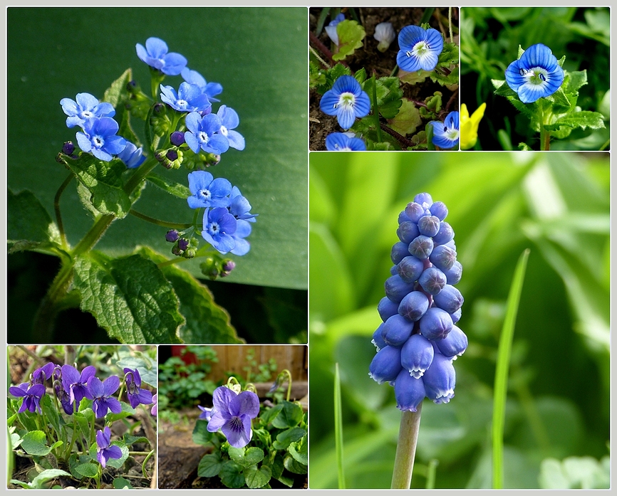 Blümchen in Blau