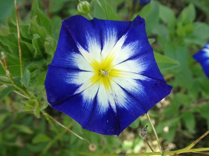 Blümchen in blau