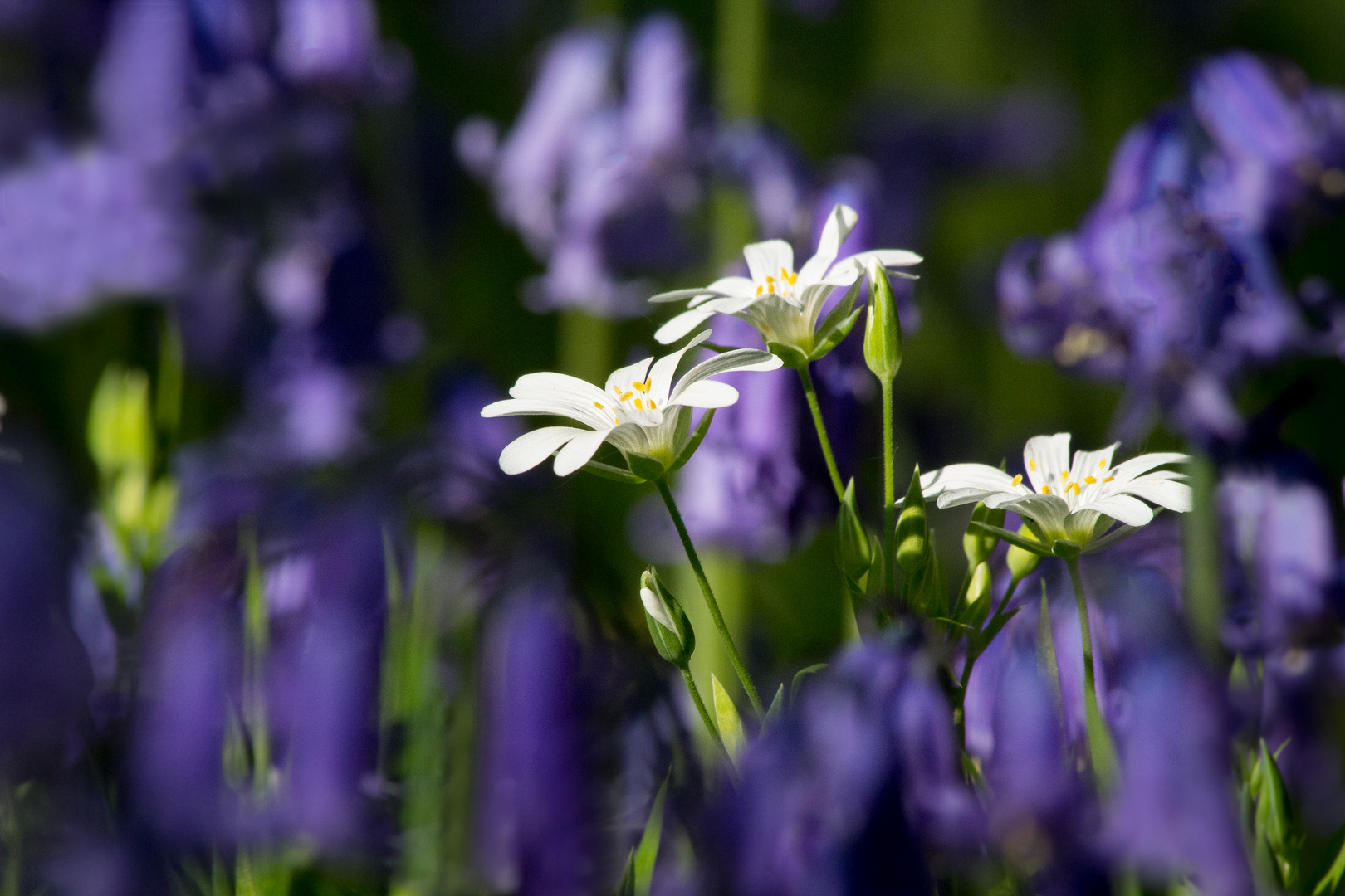 Blümchen in Blumen