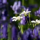 Blümchen in Blumen