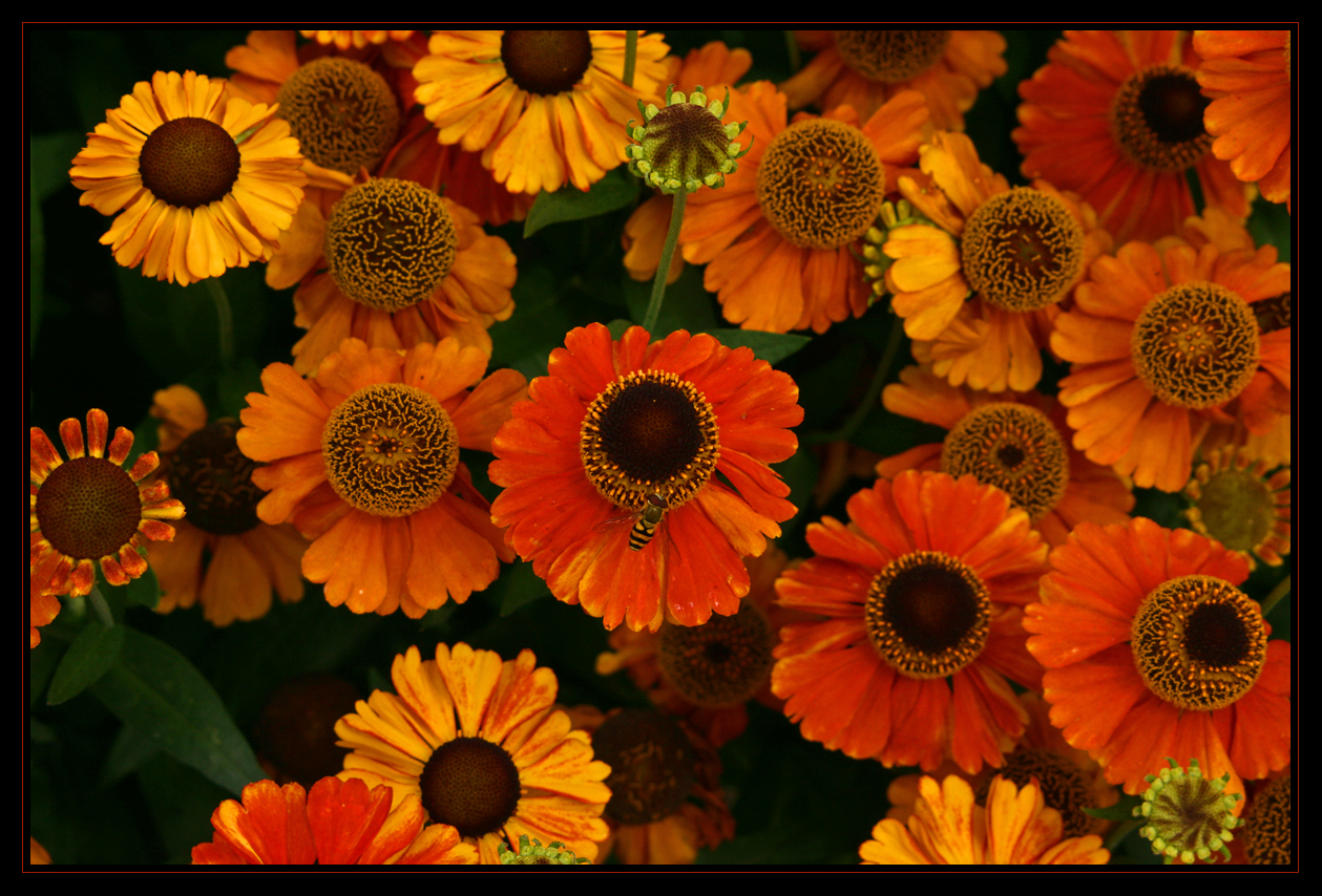 Blümchen in den Cotswolds